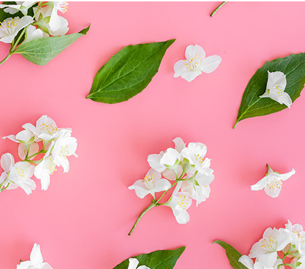 White Jasmine Flowers on Pink Background