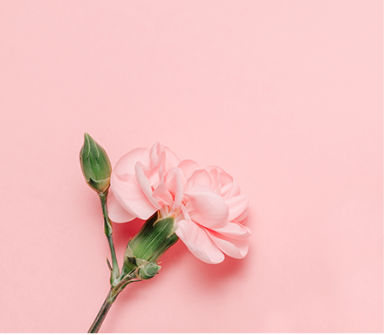Pink Flower Aesthetic Visual