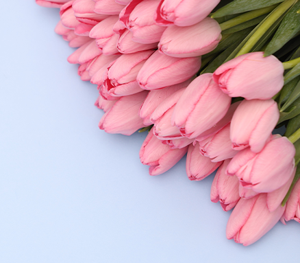 Pink Tulips Aesthetic