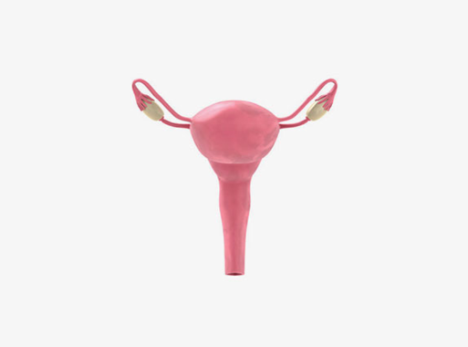 Uterus Model