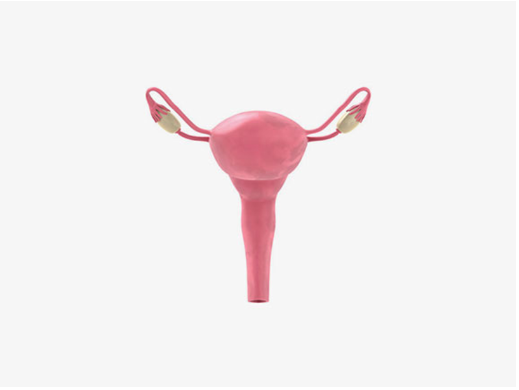 Uterus Illustration